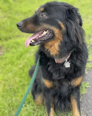 Apollo