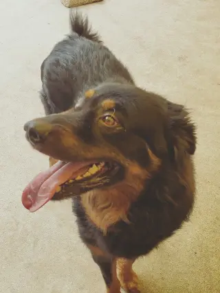 Apollo