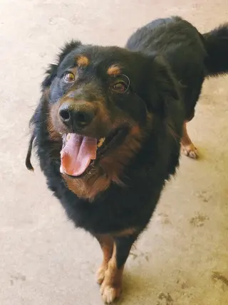 Apollo