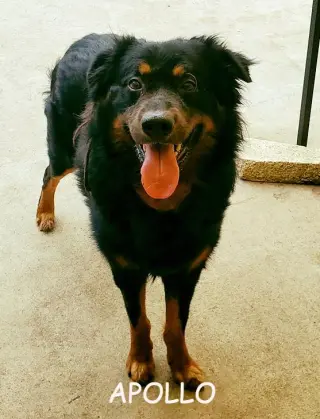 Apollo