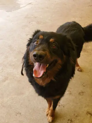 Apollo