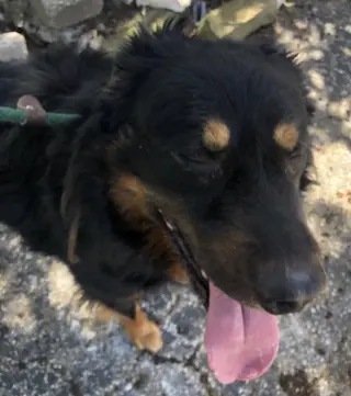 Apollo