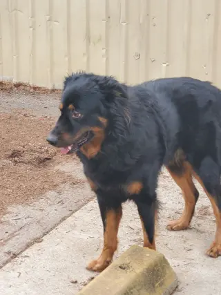 Apollo