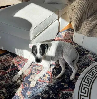 LOKI