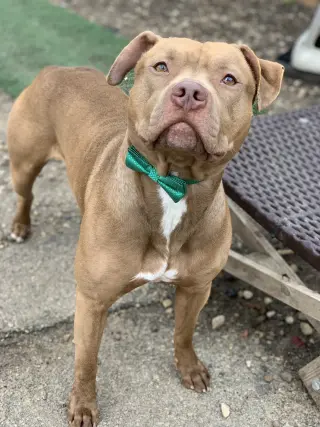 Diesel