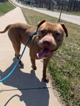 Diesel