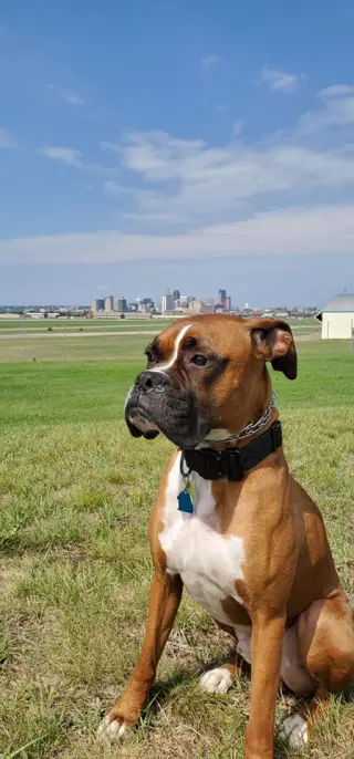Tyson - ADOPTION PENDING!!