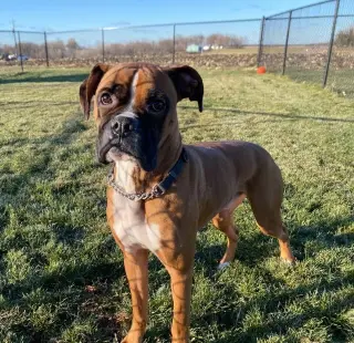 Tyson - ADOPTION PENDING!!