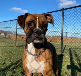 Tyson - ADOPTION PENDING!!
