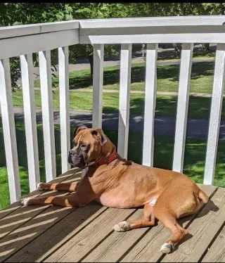 Tyson - ADOPTION PENDING!!