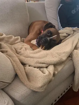 Tyson - ADOPTION PENDING!!