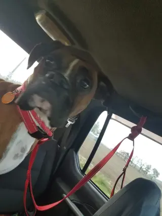 Tyson - ADOPTION PENDING!!