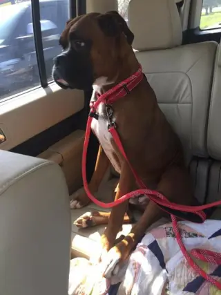 Tyson - ADOPTION PENDING!!