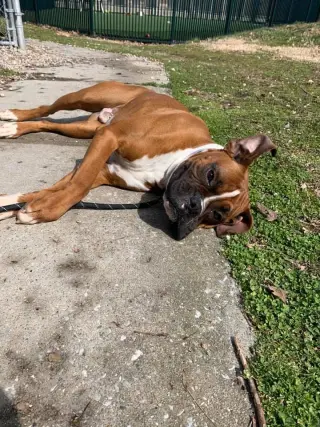 Tyson - ADOPTION PENDING!!
