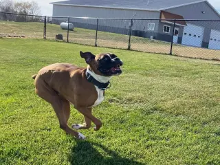 Tyson - ADOPTION PENDING!!