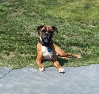 Tyson - ADOPTION PENDING!!