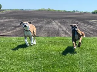 Tyson - ADOPTION PENDING!!