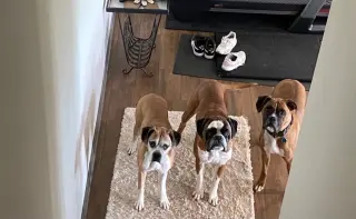 Tyson - ADOPTION PENDING!!
