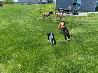 Tyson - ADOPTION PENDING!!