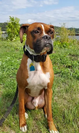 Tyson - ADOPTION PENDING!!