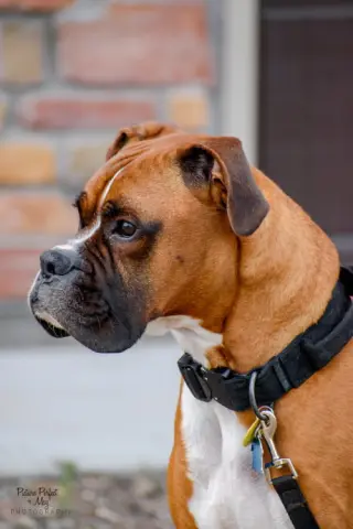 Tyson - ADOPTION PENDING!!