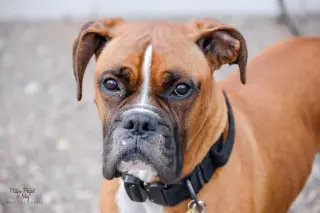 Tyson - ADOPTION PENDING!!