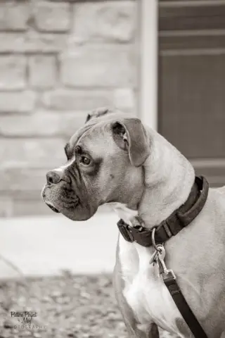 Tyson - ADOPTION PENDING!!
