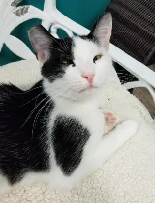 Mae Mae