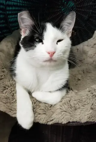 Mae Mae