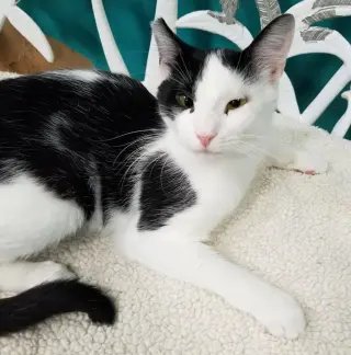 Mae Mae