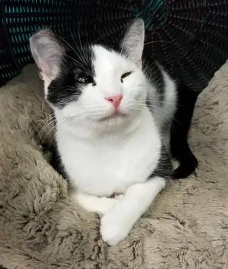 Mae Mae
