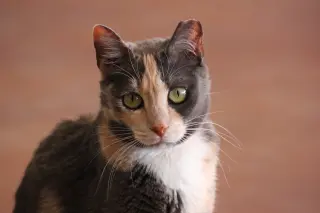 Ginger