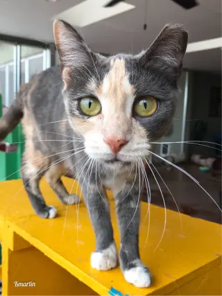 Ginger