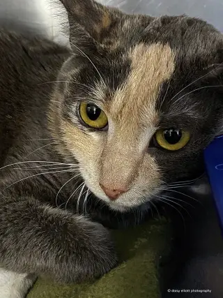 Ginger