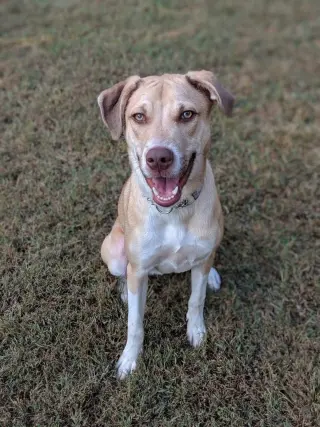 Deacon