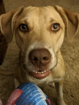 Deacon