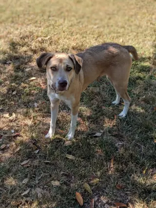 Deacon