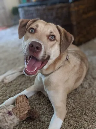 Deacon