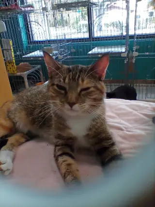 China Cat