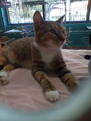 China Cat