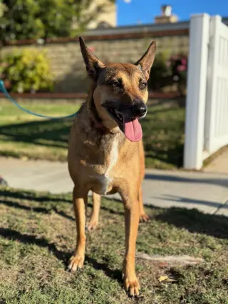 Athena
