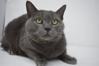 Carla