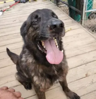 Bear