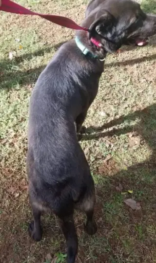 Bear