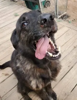 Bear