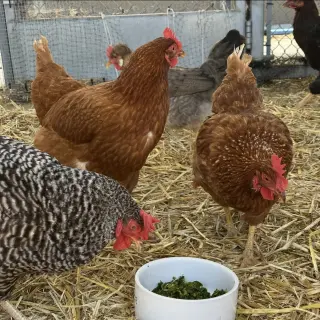 Hens & Roosters!