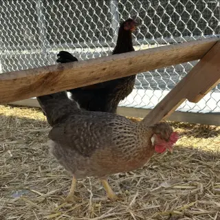 Hens & Roosters!
