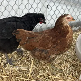 Hens & Roosters!