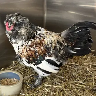 Hens & Roosters!