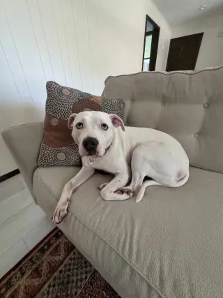 Luna Blue Eyes